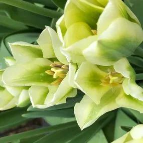 Spring Green Tulip (Tulipa Spring Green) Img 5